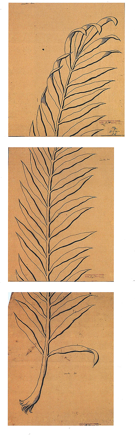 H.C. From: Skitse til vinduesussmykningen, palmegren