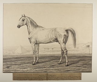 Napoleons krigshest Ali ved de ægyptiske pyramider
